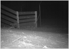A small step for a lynx, a giant leap for the species' survival