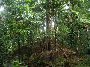 La selva en Yasuní
