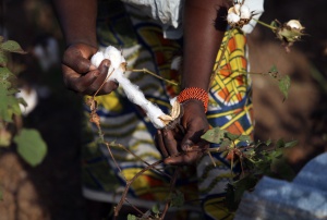Niños de Burkina Faso cosechan algodón para Victoria’s Secret