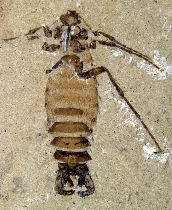 Pulga macho del Cretácico.