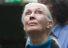 Jane Goodall: “Los elefantes son más simpáticos que las personas”