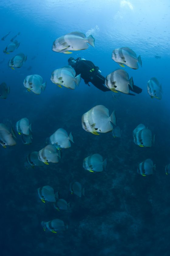 Un submarinista con peces. ben halpernnceas 2012