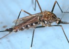 EE UU se enfrenta al peor brote de virus del Nilo de su historia EE UU se enfrenta al peor brote de virus del Nilo de su historia