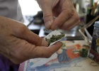 El consumo de marihuana en la adolescencia daña la inteligencia