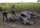 El marfil, el último conflicto de África
