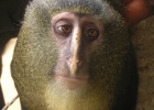 El lesula, nuevo mono africano