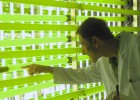 Microalgas para galletas y biocarburantes