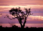 El mapache no es bienvenido en Doñana El mapache no es bienvenido en Doñana