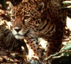 Brasil clonará animales silvestres amenazados Brasil clonará animales silvestres amenazados