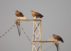 Las mejoras en tendidos eléctricos reducen la mortalidad de las aves