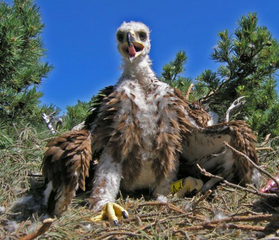 El ejemplar de águila imperial abatido cuando era un pollo en su nido en Madrid. / José Francisco Pedreño