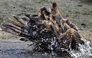 Un águila imperial se da un baño.