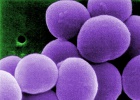La última barrera de los antibióticos La última barrera de los antibióticos
