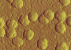 El nuevo coronavirus se transmite fácilmente entre humanos