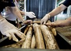 Tailandia cede a la presión y prohíbe el tráfico de marfil