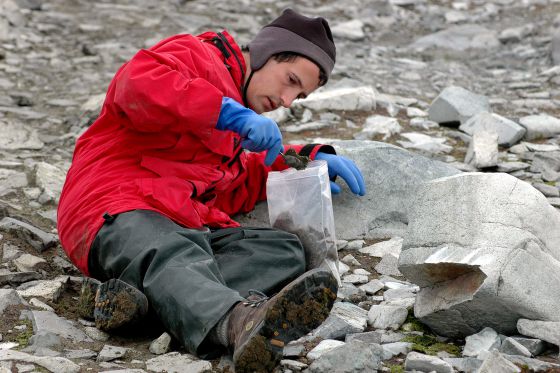 El biólogo Nick Teets captura ejemplares de ‘B.antárctia’ cerca de la base Palmer, en la península Antártica. / Peter Rejcek, NSF