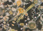 El plancton es una ‘esponja’ a la hora de absorber carbono