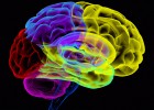 Cerebro de delincuente
