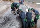 La caza de ballenas en la Antártida llega al tribunal de la ONU