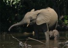 La deforestación de África se ralentiza La deforestación de África se ralentiza
