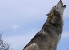 Se buscan voluntarios para recoger cacas de lobo en Canadá Se buscan voluntarios para recoger cacas de lobo en Canadá