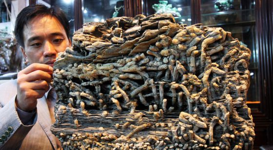 Un incremento súbito de oxígeno explica el origen de los animales