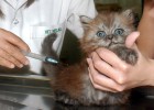Felinos de Arabia Saudí, posible reservorio del nuevo coronavirus