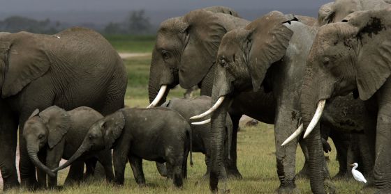 Unos cazadores furtivos utilizan cianuro para matar 41 elefantes en Zimbabue