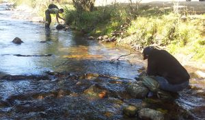 Tareas de seguimiento y detección de ejemplares en el río.