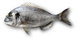 Peces cada vez más vegetarianos