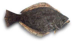 Peces cada vez más vegetarianos