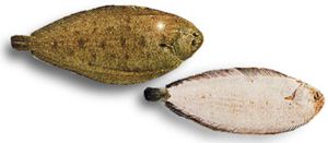 Peces cada vez más vegetarianos