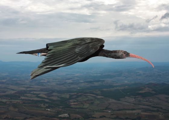 Científicos europeos, “asombrados” por la sincronización de vuelo de los ibis