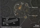 Consiguen mover nanomotores dentro de células vivas Consiguen mover nanomotores dentro de células vivas