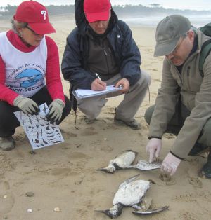 Voluntarios de SeoBirdlife registrando las aves muertas en Cantabria.