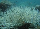 El cambio climático altera la vida oceánica más que en los últimos 65 millones de años