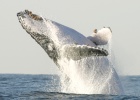 El Tribunal de la ONU frena la caza de ballenas de Japón