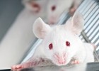 Una proteína rejuvenece el cerebro de ratones