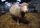 Un tribunal de EE UU impide patentar los animales clonados