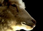 Dolly está a salvo de patentes