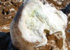 Descubiertas algas en rocas de sal en Atacama
