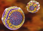 El colesterol bueno reduce la expansión de las células del cáncer El colesterol bueno reduce la expansión de las células del cáncer