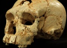 Los humanos de Atapuerca ya tenían rasgos neandertales