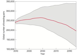 Número total de parejas de pingüino emperador de 2009 a 2100. La línea roja es la mediana.