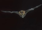 Um só contato entre um animal e uma pessoa causou o surto de ebola