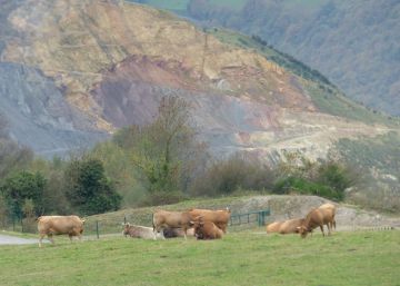 El ganado pasta en escombreras de minas contaminadas por arsénico en Asturias