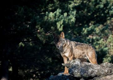 Castilla y León suspende la caza de 143 lobos