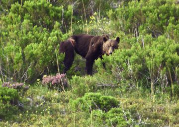Francia reintroducirá en otoño dos osas eslovenas en los Pirineos