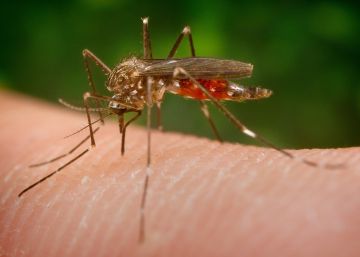 La UE sufre el peor brote de la fiebre del Nilo, que ya ha causado 85 muertes