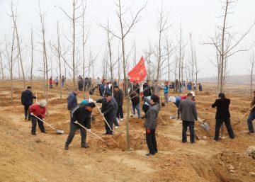 La gran reforestación china